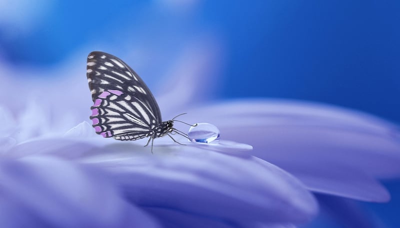 Enchanting World